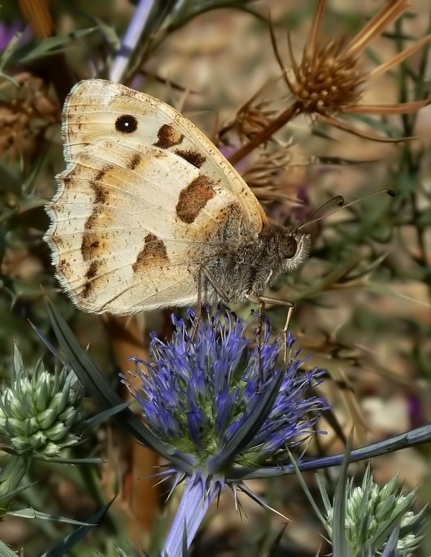 Nymphalidae Castellucio di Norcia